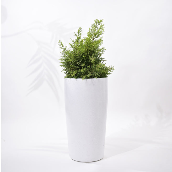Cylindro Outdoor Polymer Planters For Garden, Balcony (Medium)